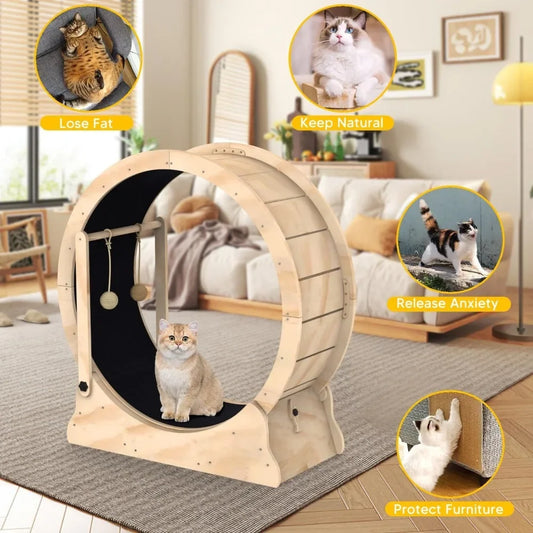 Fun Playtime for Cats to Exercise and Lose Weight
